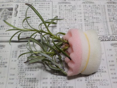 ラベンダーのスポンジ挿し木