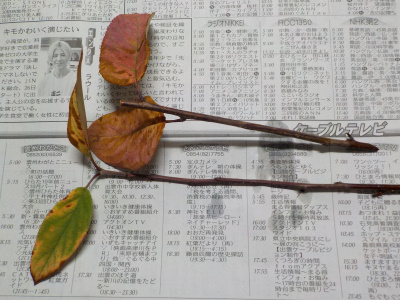 ドウダンツツジのスポンジ挿し木