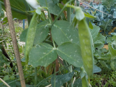 冬のえんどう豆