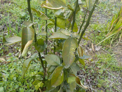 グレープフルーツが台木