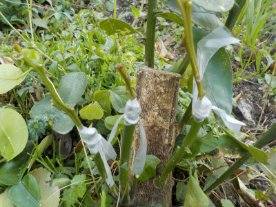 グレープフルーツで接ぎ木