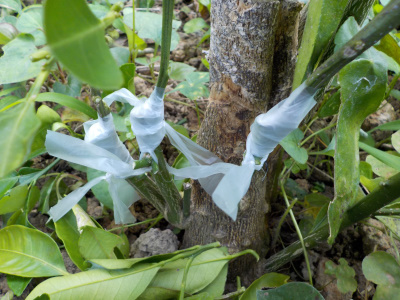 グレープフルーツに接ぎ木