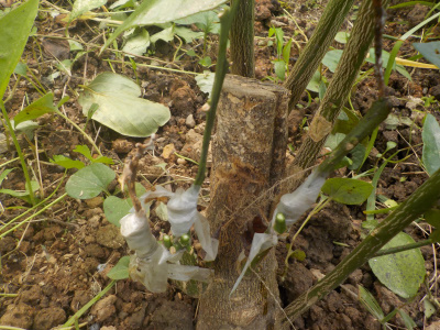 グレープフルーツに接ぎ木