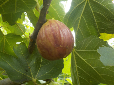 8月のイチジク