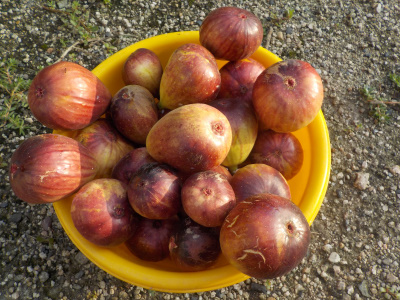 イチジｊク大量収穫