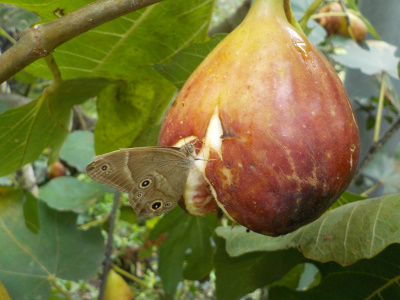イチジクに蛾が襲来