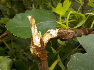 イチジク台風で折れる