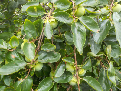 柿が重くて折れそう