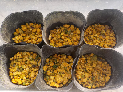 プラケースにカモミールの種まき