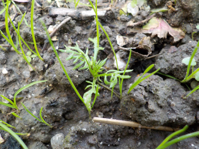 カモミールの移植
