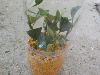 ペットボトルでキンカンの挿し木