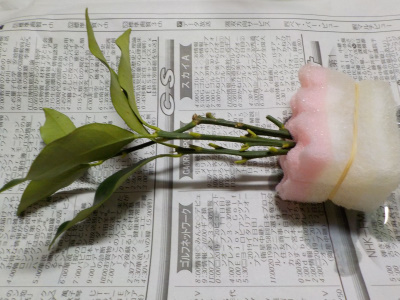 キンカンの水挿し木