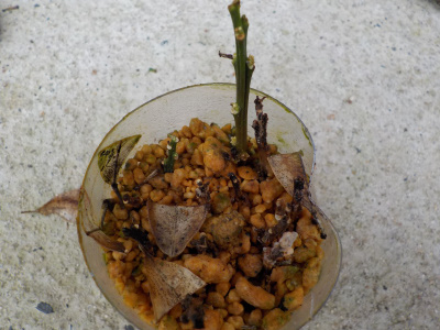 ペットボトルキンカン