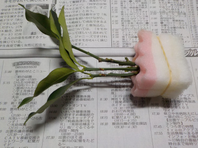 スポンジ挿し木のキンカン