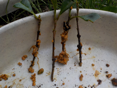 キンモクセイの根っこ