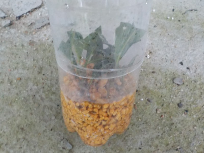 ペットボトルで金木犀の挿し木