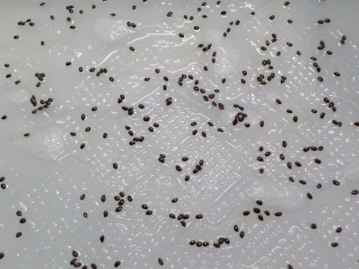 キウイの種まき