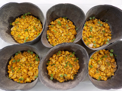 キウイの実生栽培