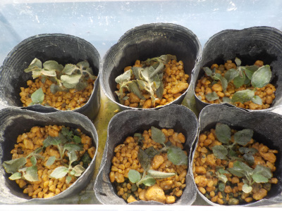 キウイの熱射病