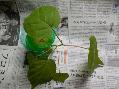 キウイの水耕栽培