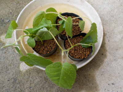 実生キウイのポット苗