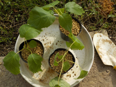 実生キウイの苗