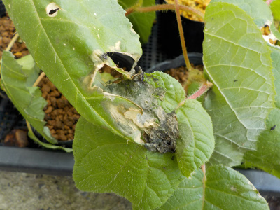 キウイの葉が黒くなってる