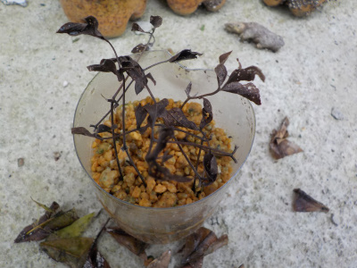 クレマチスの挿し木