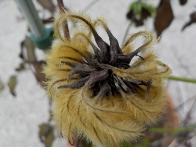 クレマチスの綿ほこり