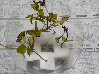 クレマチスの水挿し