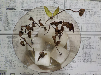 クレマチスのスポンジ挿し木