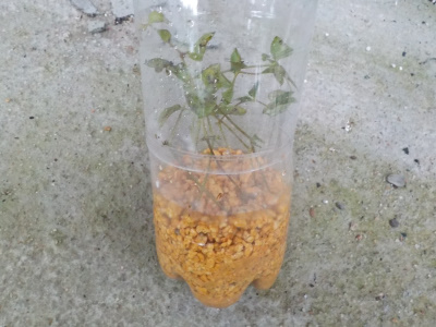 ペットボトルでクレマチスの挿し木