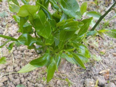 みかんの接ぎ木失敗