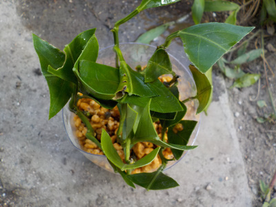 ミカンの挿し木