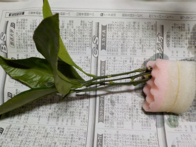 みかんの水挿し木