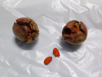 モッコクの種を採取