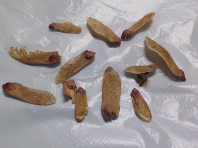 紅葉の種を採取