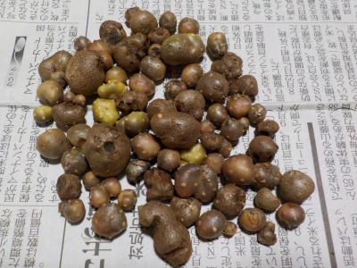 不作だったムカゴ