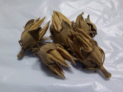 木槿の種を採取