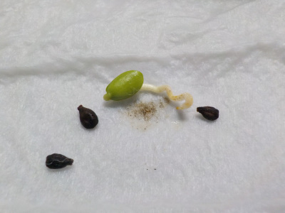 マスカットの発芽