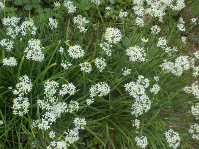 ニラの花畑