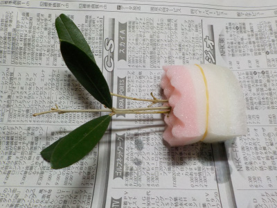 オリーブの水挿し木