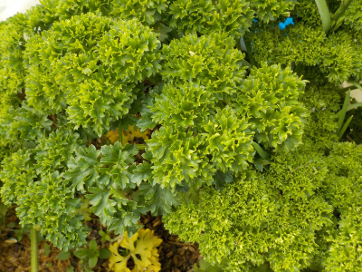 パセリは冬でも収穫出来る