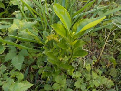 実生のポンカン