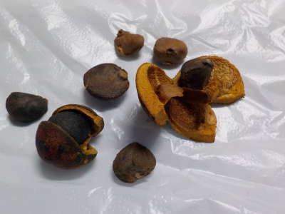 サザンカの種を採取