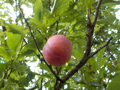 スモモの収穫で失敗