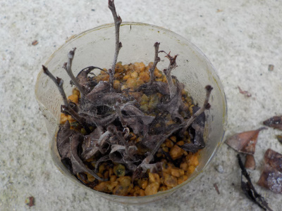 すももの枯れ木