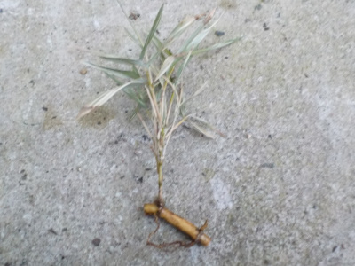 竹のきりっぱし