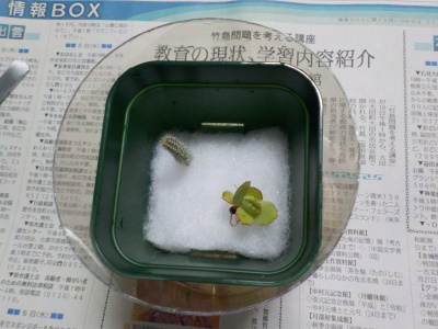 多肉植物の水耕栽培