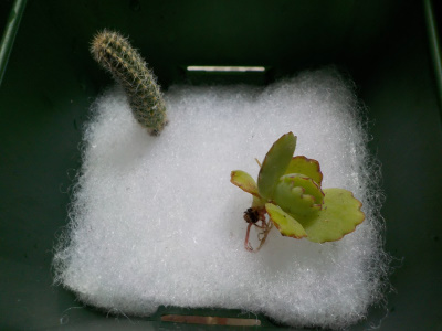 紐サボテンと子宝弁慶草